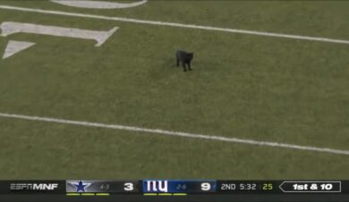 NFL game delay – cat on the football field