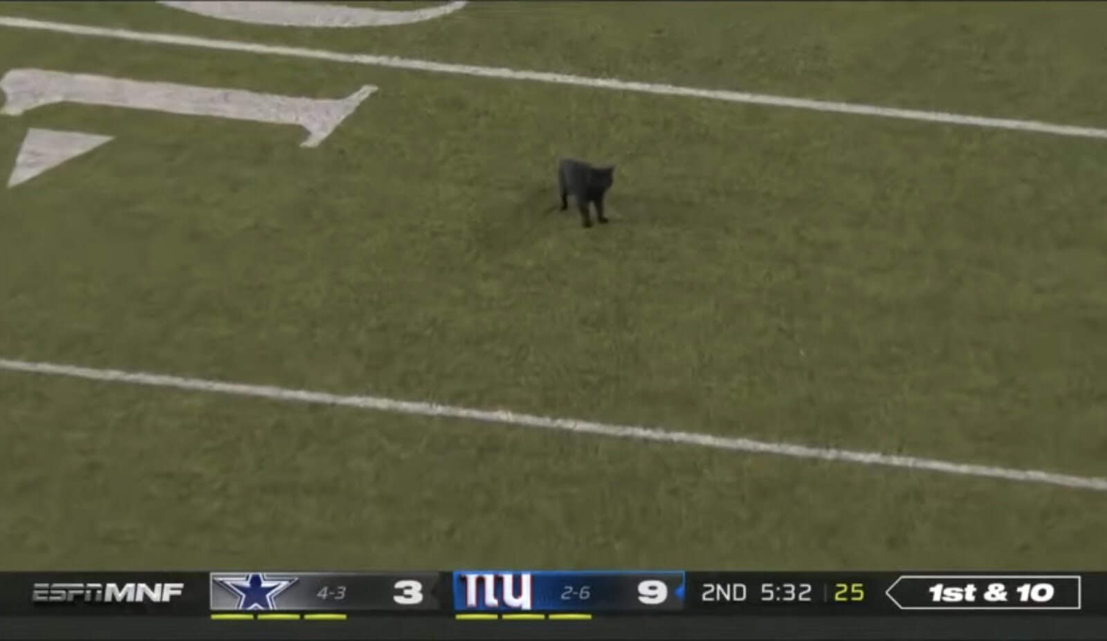 NFL game delay – cat on the football field