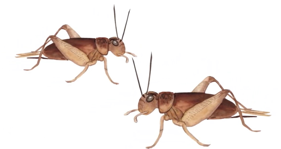 How Long Do Crickets Live? Understanding Cricket Lifespan